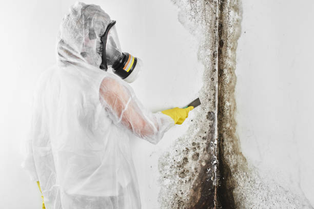 Attic Mold Removal in Radcliff, KY