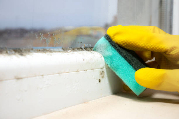 Best Local Mold Removal Service  in Radcliff, KY
