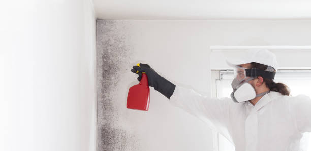 Professional Mold Removal in Radcliff, KY