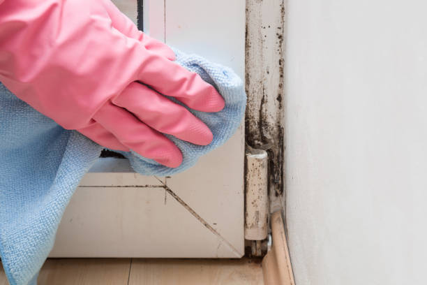 Best Mold Remediation Experts  in Radcliff, KY